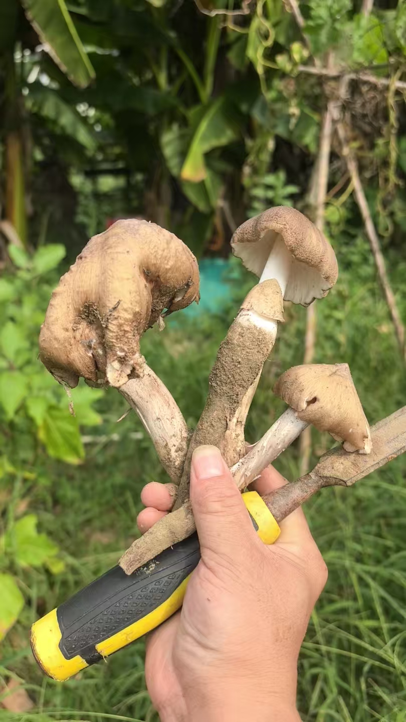 捡鸡肉菌